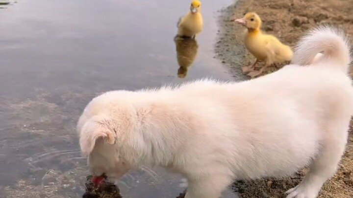Dog drinks water by the river!