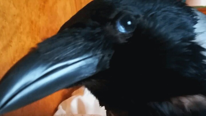 A woman adopts a crow—and this is how it turns into a dog!