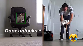 How the Cat Reacts Upon Her Owner’s Return? It's So Sweet!