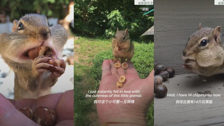 与14只花栗鼠做朋友是种什么体验？羡慕哭!!!