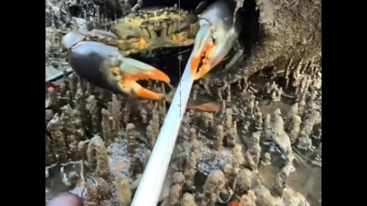 นี่น่าจะเป็นปูเขียว แพงมากเลยนะ