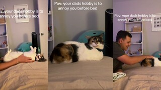 Annoying Cat: I am so annoyed by having such an annoying owner.
