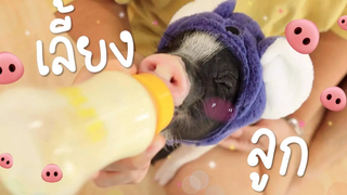 เลี้ยงลูกหมู ในวันที่ตากล้องไม่อยู่!! 🐽