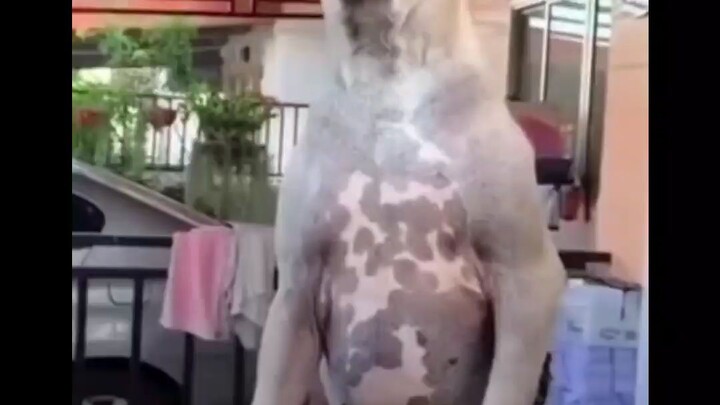 thôi rồi còn chi đâu e ơi #dinhhoavlogs#