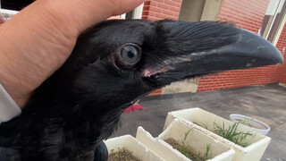 The raven was very scared, so I quickly stroked it to calm it down.
