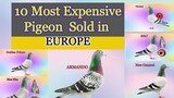Top 10 Most Expensive Pigeon Sold in Europe