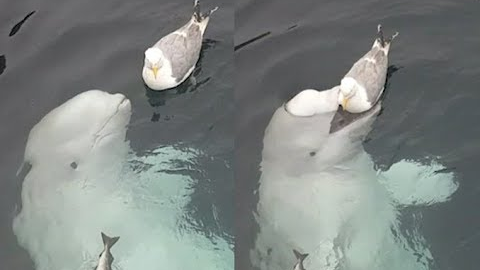 Bird Doesn't Care About Being Eaten