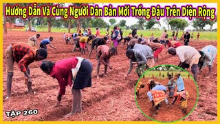 Bản São Pedro Tập 5 || Hướng Dẫn Và Cùng Người Dân Trồng Giống Đậu Mới Trên Diện Tích Lớn