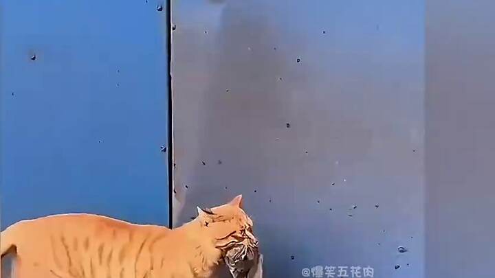 Những khoảnh khắc năng lượng cao của mèo bắt chuột thực sự làm giảm lưu lượng máu#mèo#mèo bắt chuột#