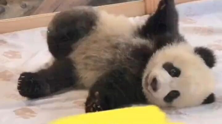 Panda kecil membunuh sekelompok orang asing