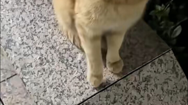 มีมแมวภาค 4 มาแล้ว!