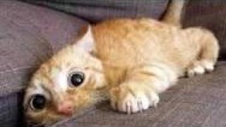 Top 200 Funny Animals Vines __ FunnyVines