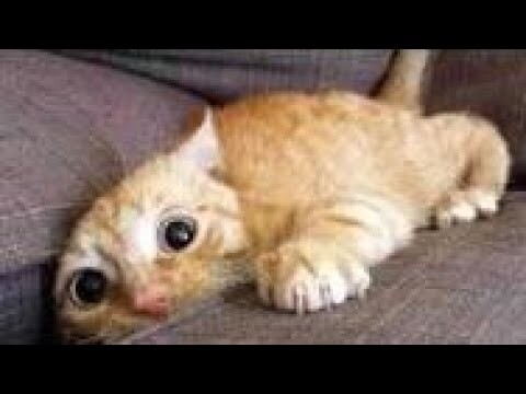 Top 200 Funny Animals Vines __ FunnyVines