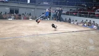 2nd fight win 2 hits vitas