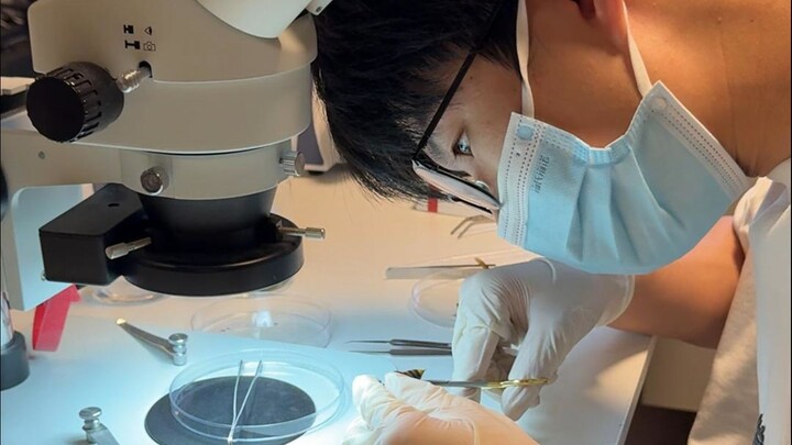 听说能剖出神经挺难的