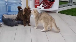 Khi mèo chơi với cún con