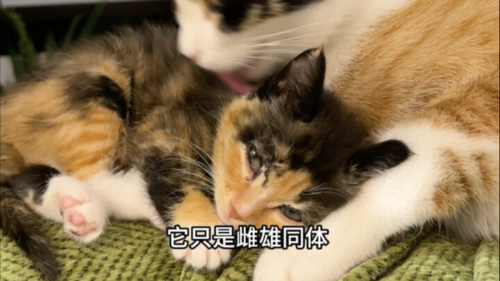 当我有一只雌雄同体小猫