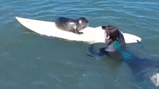 Seal trying to "take over" surfboard: Get off, human!