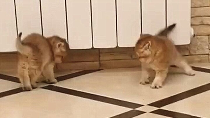 Turns into a spiky little kitten Zhao Si—fighting looks like dancing!