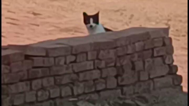 Con mèo này rất giống một người bạn cũ của tôi.