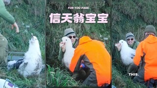 以防大家没见过信天翁宝宝，超大一只的🐦