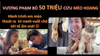 Bỏ 50 TRIỆU cứu MÈO HOANG, VƯƠNG PHẠM nhờ LY nuôi giùm