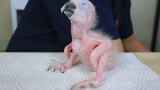 [Động vật] Một em vẹt xanh đẹp, từ lúc trứng nở đến khi đủ lông