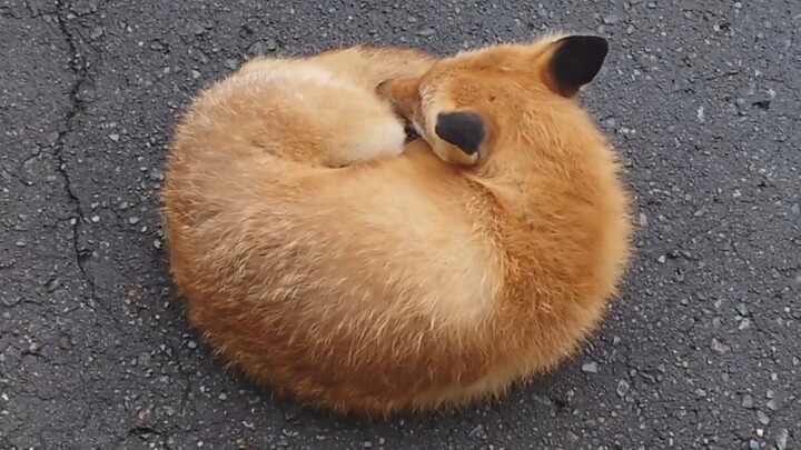 Huhu the fox is asleep, her breath rising and falling ©chengren21