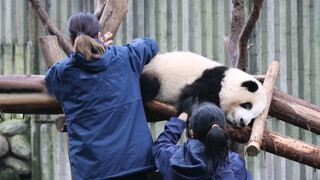 [Panda He Hua] He Hua: Aku Lucu, Kan?