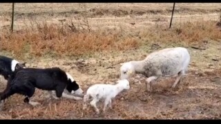 Bata dan Beruang#Border Collie#hewan peliharaan lucu#anjing