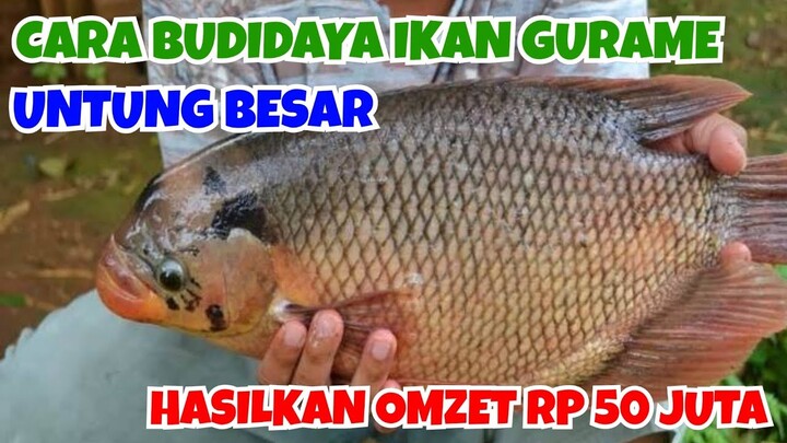 BUDIDAYA IKAN GURAME || MILENIAL INI SUKSES USAHA PEMBIBITAN GURAME HASILKAN OMZET RP 50 JUTA
