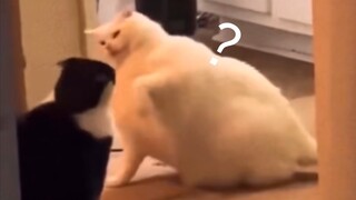 Kamu menyebut ini kucing? ??