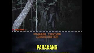 INILAH PARAKANG ! SOSOK HANTU SULAWESI #shorts