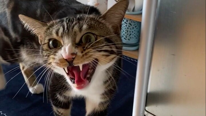 Xiu Zhi Visits My Home [Pee-Pee is a Cat]