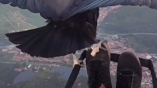 The eagle landed on the glider high in the sky