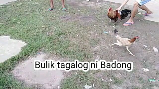 Bulik ni Badong