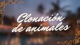 Noticia - La clonación de animales
