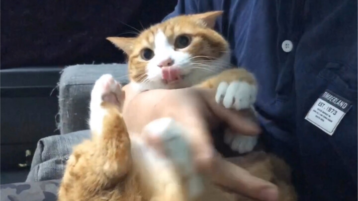 A Mi: “Ôm tớ cũng được, nhưng tớ thích vỗ mông hơn! Nếu không vỗ nghiêm túc là tớ sẽ cắn cậu đấy!”