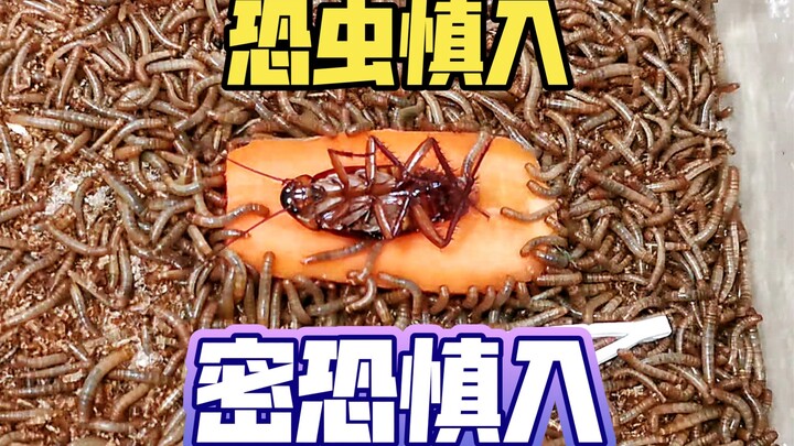 How formidable would 1,000 mealworms be?
