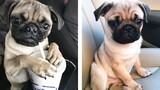 🥰 Pug Puppies's Funny And Cute Actions Make Your Heart Flutter 🐶 | Cute Puppies