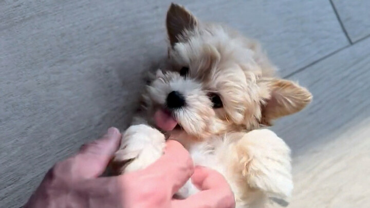 มันตัวเล็กน่ารักมากเลย