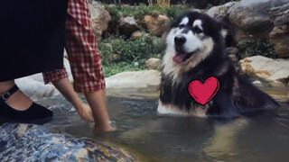 [Hewan]Anjing hitam putih bermain di sungai