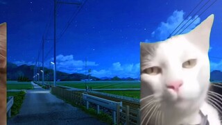 [Cat meme] เกี่ยวกับการออกมาหาครอบครัวของคุณอย่างต่อเนื่อง