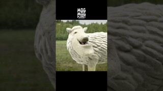 Sheep - MOGMOG PLANET Observation Diary | It's Anime #shorts #anime #animals