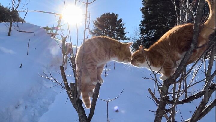 มีกวางป่าโง่ตัวหนึ่งกำลังดูดนมแมวอยู่