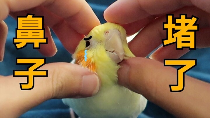 Apa yang harus dilakukan kalau hidung burung nuri tersumbat? Setelah nonton, rasanya segar dan lega 