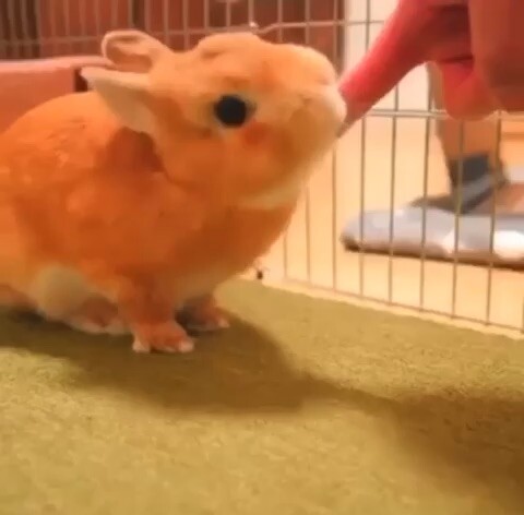 RabbitFuji