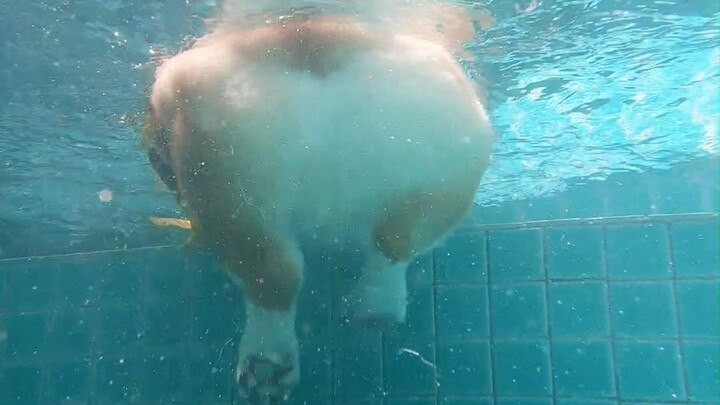 From an underwater perspective, look at this corgi swimming—its doggy paddle is just too adorable!