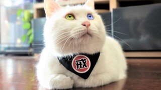 1分钟戒猫，学会了，你感激我！