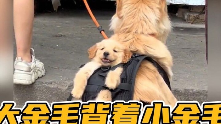 Both mother and son are stubborn— the big Golden Retriever carries the little one while buying snack